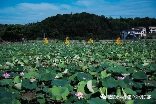 7月16号周日 醴陵袁溪谷溯溪 荷花里赏荷 休闲一日游