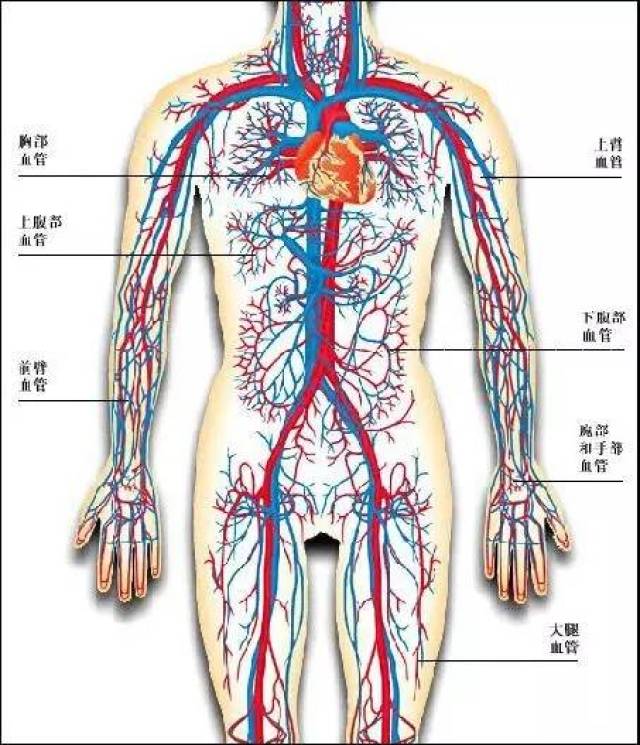 人体的血管分布图 心脏的主动脉下来,还真是从肚脐附近分开到两腿,而