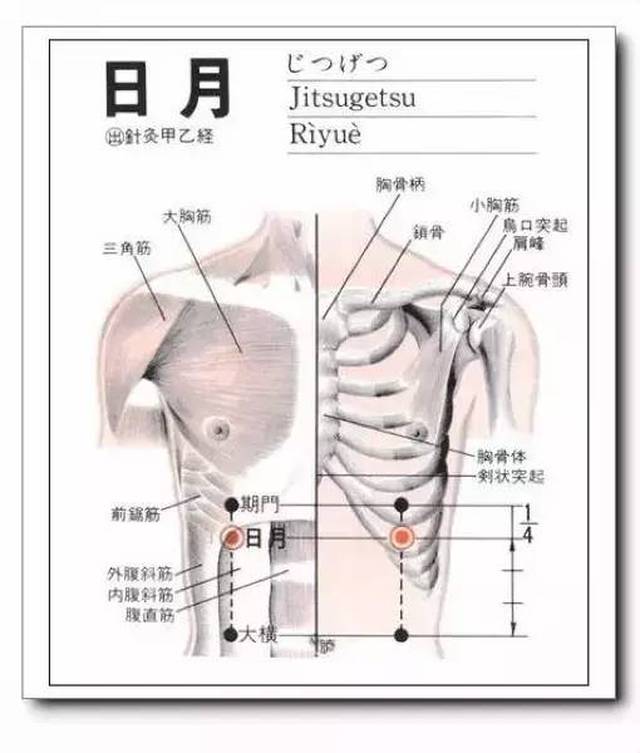 腹内斜肌,腹横肌;有肋间动,静脉;布有第七或第八肋间神经