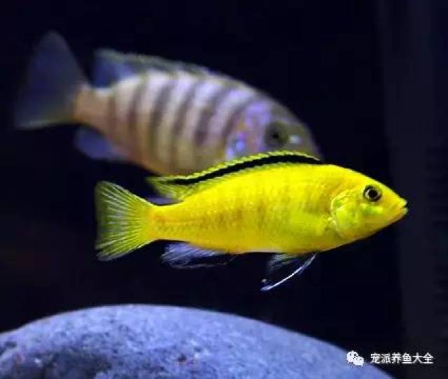 慈鲷,成年个体10~12cm,如同鲈鱼一般的典型的鲈形目的体型,体色橙黄