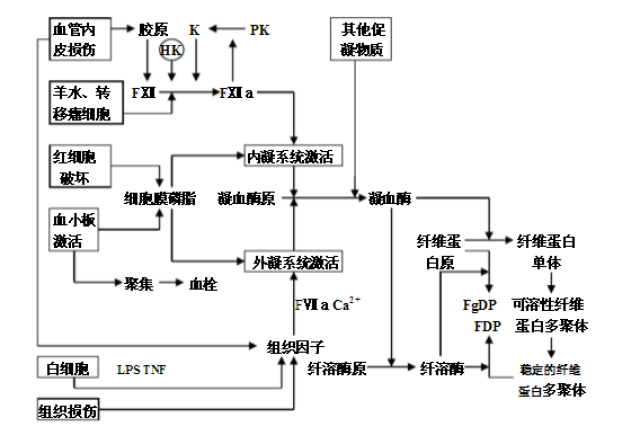 热射病中的凝血功能障碍机制探讨