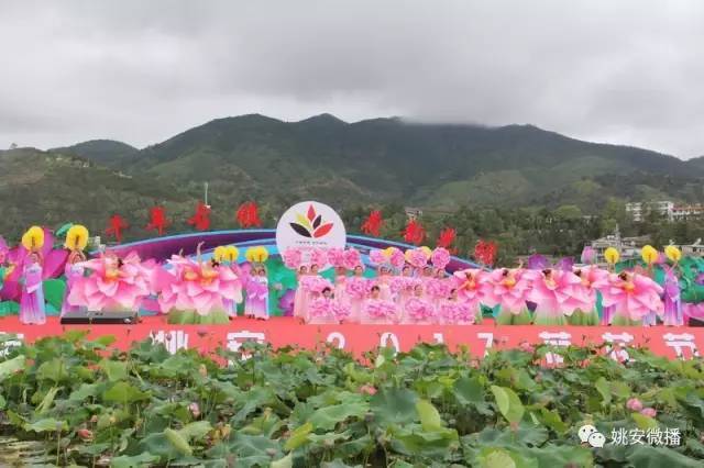 楚雄姚安2017荷花节盛大启幕!彝山欢歌庆佳节!