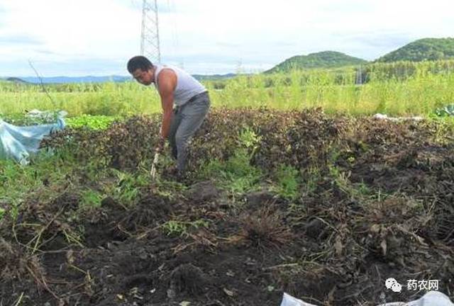 野生药材白鲜皮行情走势如何?