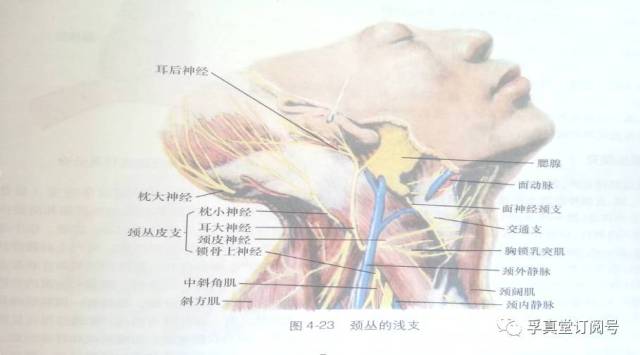 关节为主的矢状轴,可使头歪向同侧,而作用于通过寰枕关节为主的冠状轴