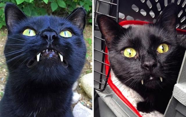 美女捡到一只小黑猫,2个月后居然长成了吸血鬼!