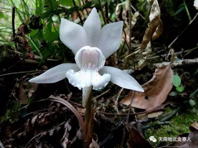 这里有独花兰,一种珍贵的兰花,生长在高海拔的韭菜岩等高山上.