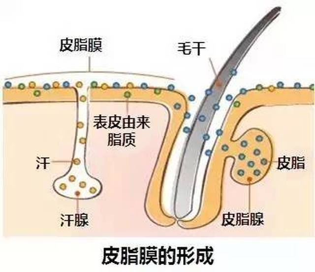 内分泌:人体内的雄性激素和肾上腺皮质激素可使皮脂腺腺体肥大,分泌