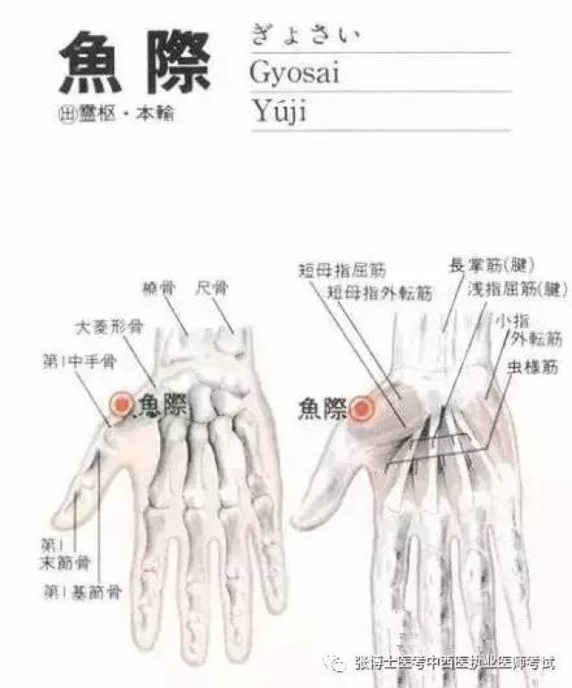 鱼际穴位的作用功效