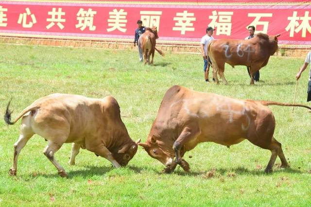 201头黄牛,水牛你方斗罢我登场,10万名热情观众盯着一对对