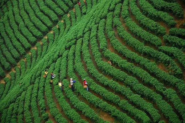 茶旅世界·十大魅力茶乡参评丨广西昭平县