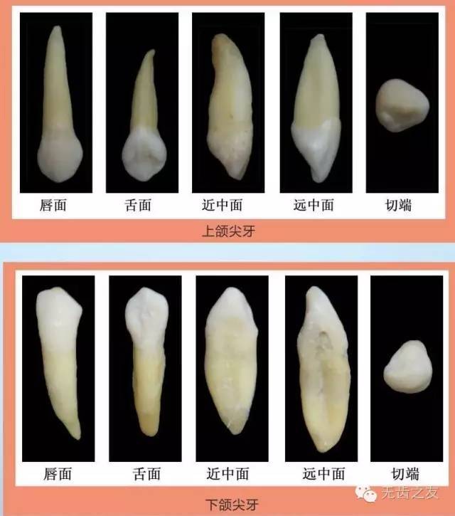 位于尖牙与磨牙之间,包括上颌第一前磨牙,上颌第二前磨牙,下颌第一前