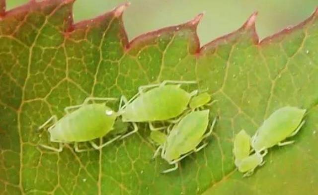 但具体过程又依虫而异,如蔬菜作物上蚜虫常以孤雌胎生的方式繁殖,故