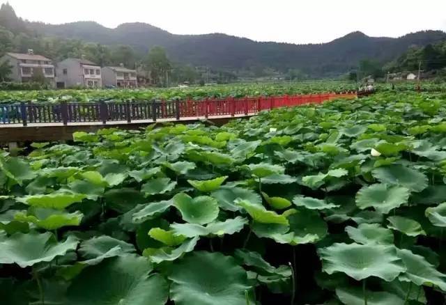 坐标:四川省遂宁市船山区河沙镇 自驾:成都-沪蓉高速-遂宁-河沙镇