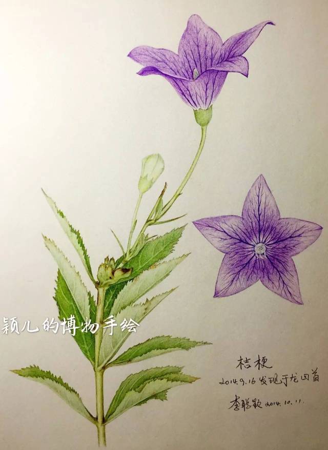 桔梗花的智慧 | 原木手绘杯垫