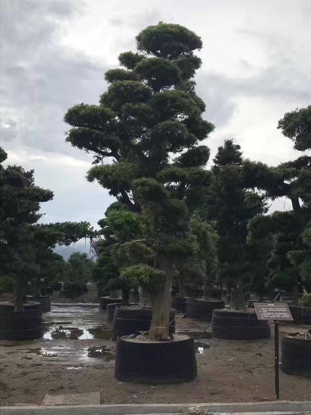 梅山领跑全国罗汉松进口口岸