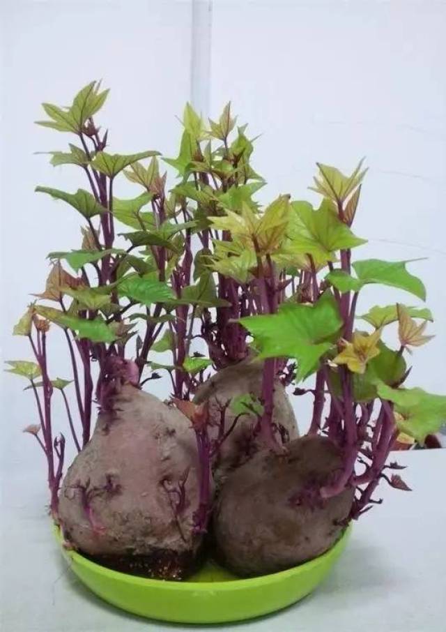 发芽的红薯最好不要吃,可以直接种到盆栽里,长叶子了吃鲜嫩的
