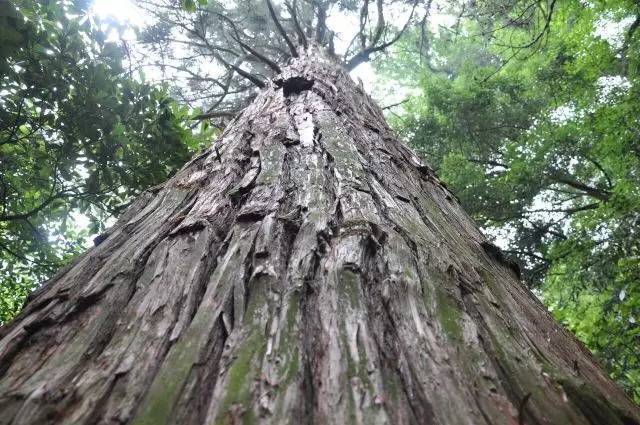 遗世独立,或参差列队 给向来以秀丽妩媚闻名的江南山水平添了些许阳刚