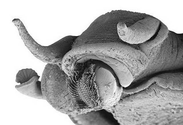 惊!蜗牛有26000颗牙齿,难怪柑橘被啃得那么惨(附防治方法)