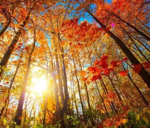 加拿大枫叶美景:这个秋天想和你去看加拿大的"枫"情万