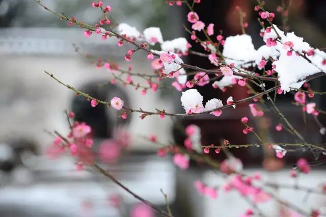 梅花泥土猜成语_泥土卡通图片(2)