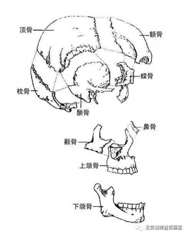 颅骨部分包括:额骨(1块),顶骨(2块),枕骨(1块),颞骨(2块),蝶骨(左右