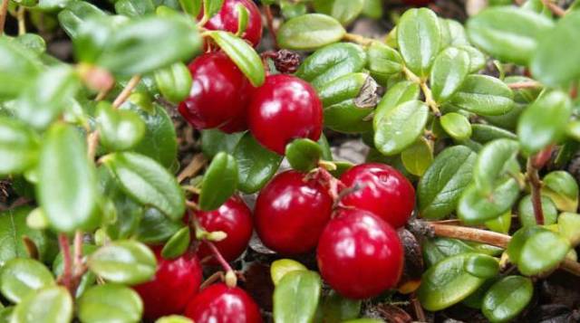 蔓越莓,英文名cranberry,因其开花时,像是站立的白鹤而得名,果实类似