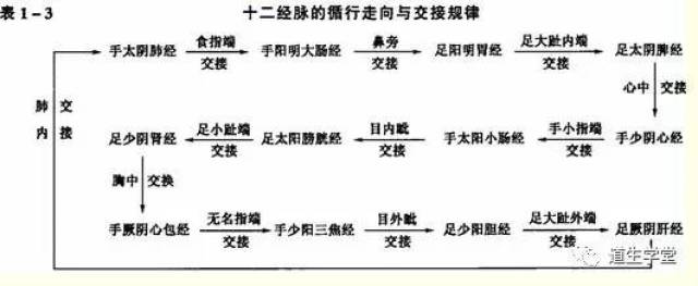 刮痧疗法丨十二经脉介绍