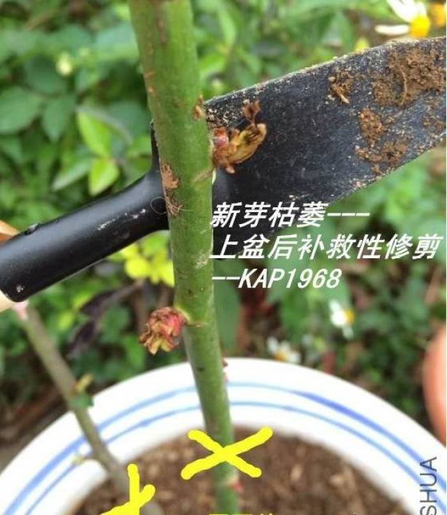 养花常识 | 月季花修剪时间和修剪要点大全(参考版)