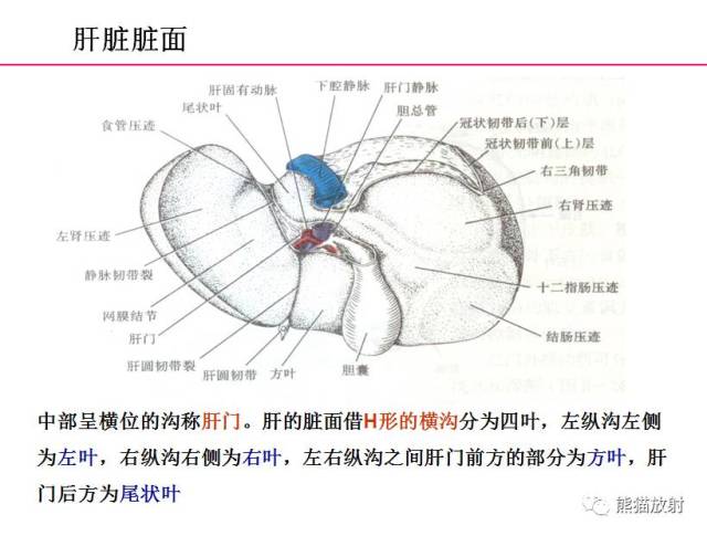 【解剖】上腹部ct断层 [双语](肝脏解剖及肝段分布,腹部淋巴结分布)