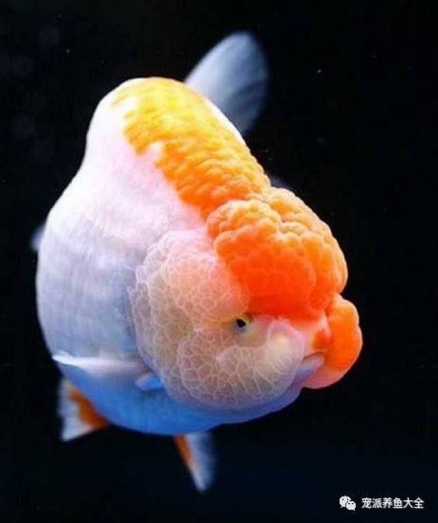 每日一鱼 | "金鱼之王"红白兰寿鱼饲养方法参考