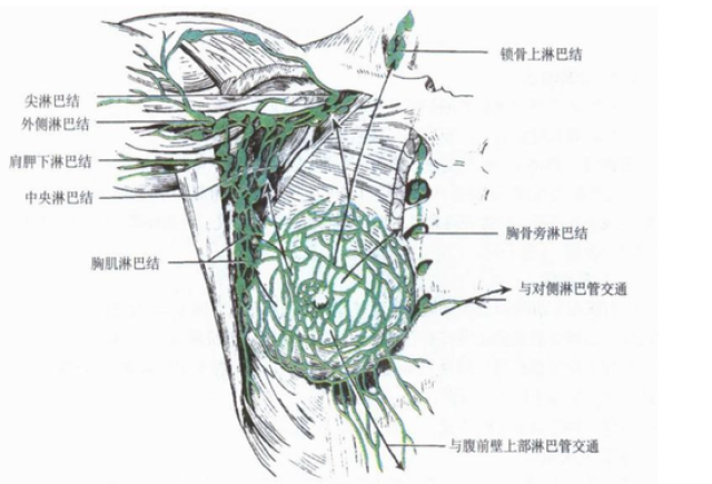 淋巴结按其位置可分为浅表淋巴结和深部淋巴结.