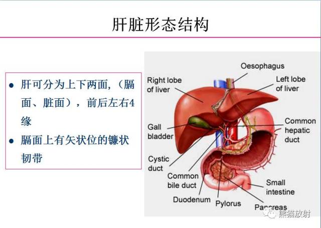 【解剖】上腹部ct断层[双语(肝脏解剖及肝段分布,腹部淋巴结分布)