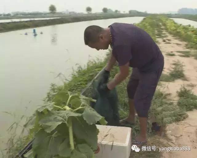 虾池氨氮中毒常表现为:龙虾爬上岸或在草上不肯下水,四肢无力且壳不硬