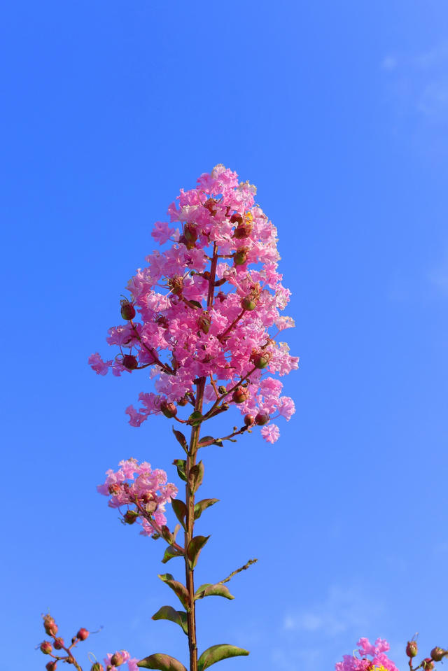 每日一花 | "独占芳菲当夏景"的紫薇花