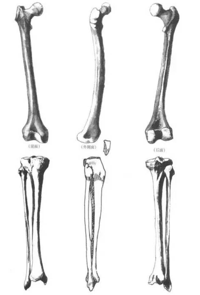 膝关节周围有股骨外髁,胫骨内髁,胫骨外髁,髌骨,胫骨隆突和腓骨上头等