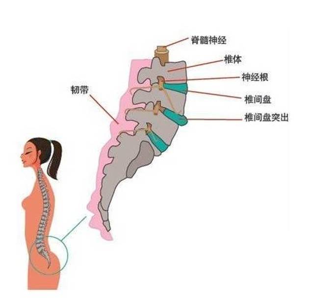 脊柱| 九大关节基本构造