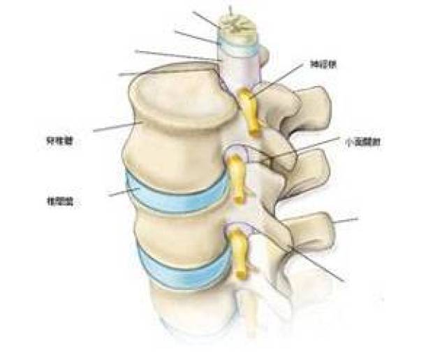 脊柱| 九大关节基本构造