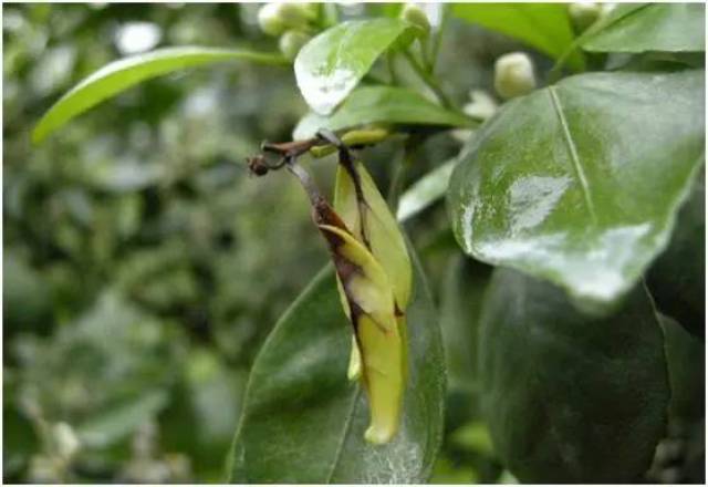 【种植课堂】高温高湿天气,柑橘炭疽病不得不防-美食频道-手机搜狐