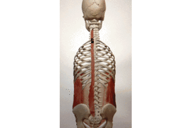 肌肉功能解剖——横突棘肌