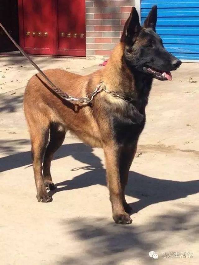 中国马犬一般 肩高60cm/70cm,有着昆明犬和马里努阿犬的明显特征,比较