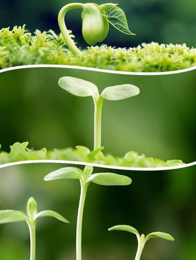 ppt 背景 壁纸 电脑桌面 发芽 绿色 绿色植物 嫩芽 嫩叶 新芽 植物