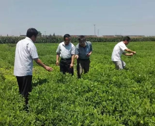 应对高温热害,省农技推广总站提出大豆,花生田管技术措施