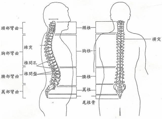 尾骨为人类进化后的"尾巴"所残留的部分.