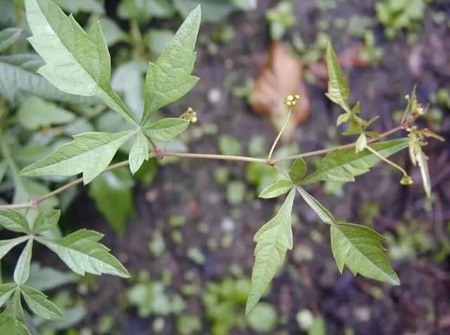 这味"白脸"的药能治好烫伤,你知道吗?