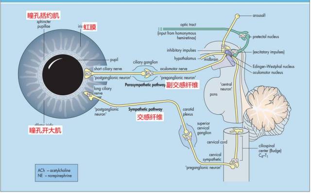 支配瞳孔的神经与肌肉