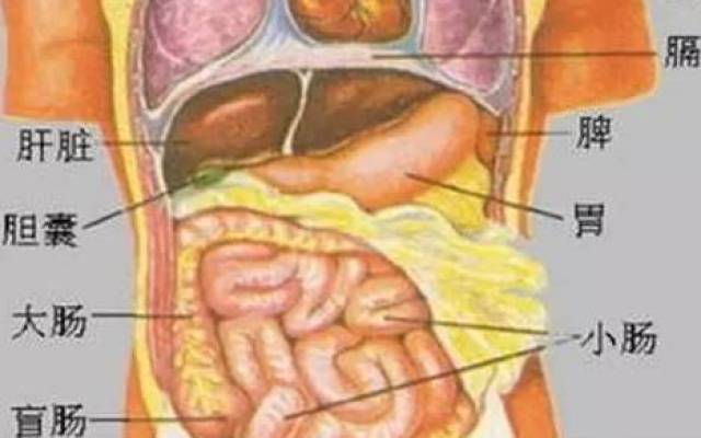 听说过肠胃排毒,但你知道肝脏也需要排毒吗?