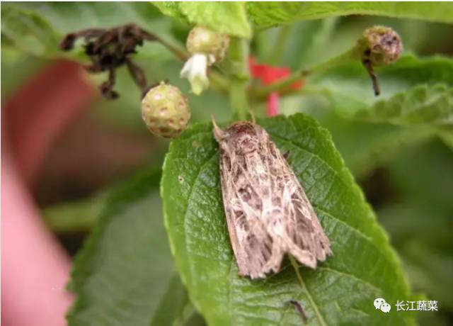 图 28 甜菜夜蛾成虫 甜菜夜蛾是一种世界性分布的杂食性蔬菜害虫,可