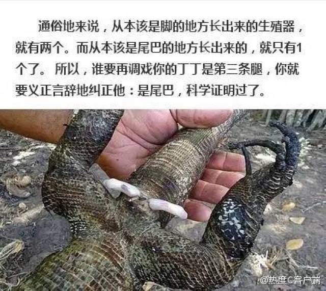 这么详细?鬃狮交配下蛋全套干货都在此文中