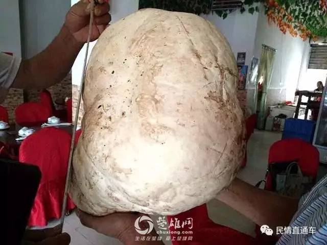 楚雄惊现3.08公斤"马皮泡"野生菌,堪称菌中巨无霸,能吃吗?