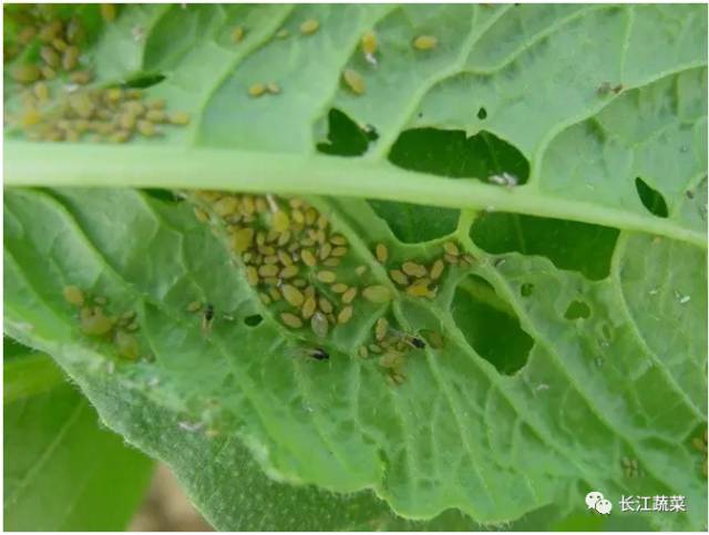 十,菜蚜       甘蓝蚜 有翅型 无翅型 危害蔬菜的蚜虫有多种,包括
